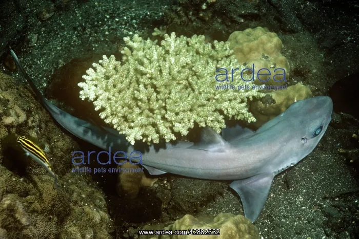 : Greeneye / Shortspine Spurdog Fish and Coral : Greeneye / Shortspine Spurdog Fish and Coral