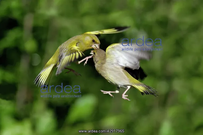 : Greenfinch - 2 birds fighting over food in flight : Greenfinch - 2 birds fighting over food in flight