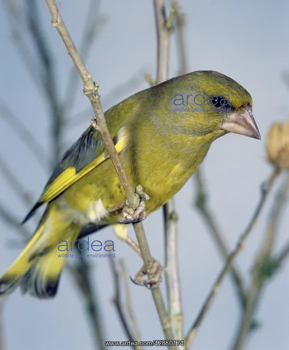 : Greenfinch : Greenfinch