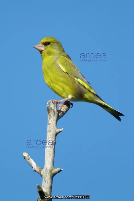 : Greenfinch : Greenfinch