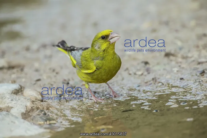 : Greenfinch : Greenfinch