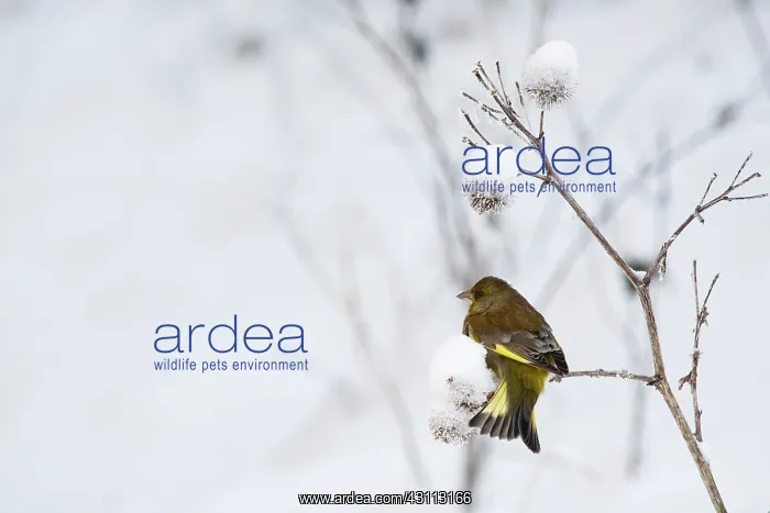 : Greenfinch : Greenfinch