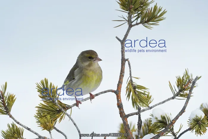 : Greenfinch : Greenfinch