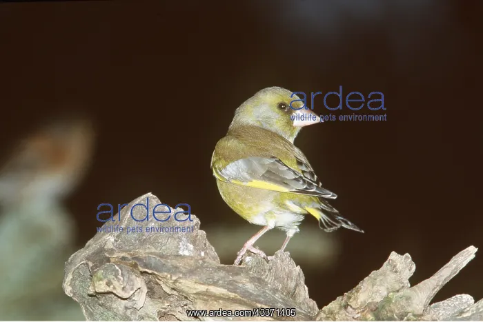 : GREENFINCH : GREENFINCH