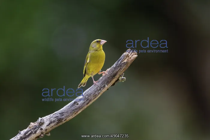 : GREENFINCH : GREENFINCH
