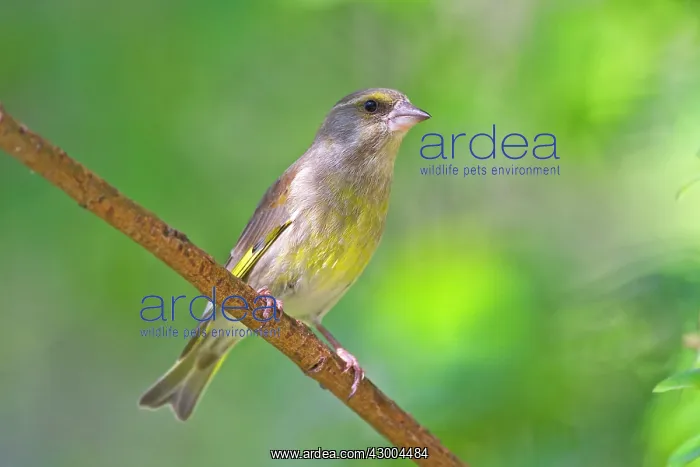  : Greenfinch adult female (previously known