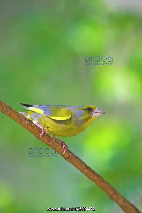 : Greenfinch adult male (previously known : Greenfinch adult male (previously known