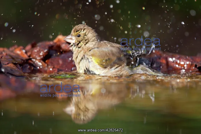 : Greenfinch - bathing : Greenfinch - bathing