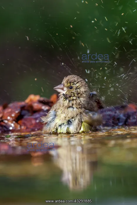  : Greenfinch - Bathing - UK