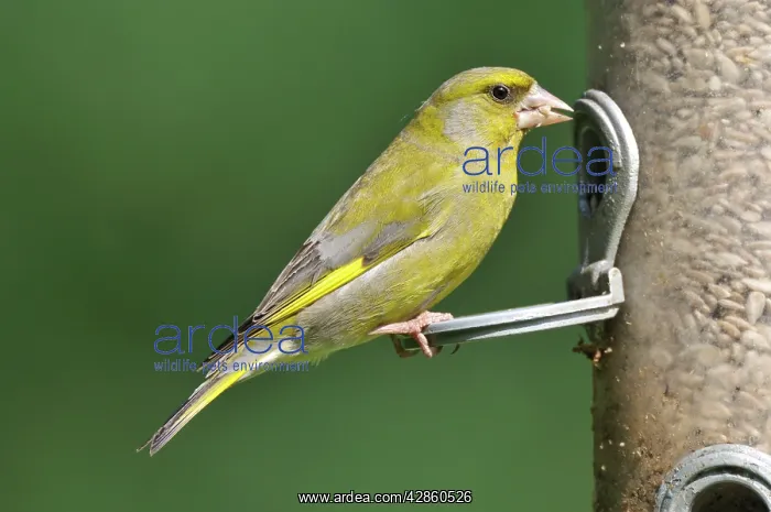 : Greenfinch - at bird feeder : Greenfinch - at bird feeder