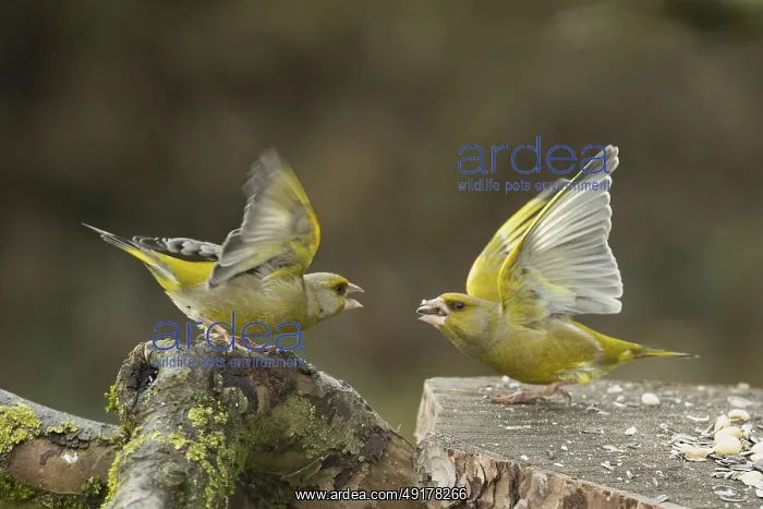: Greenfinch two birds with open wings standing on tree trunk looking threateningly at each other : Greenfinch two birds with open wings standing on tree trunk looking threateningly at each other