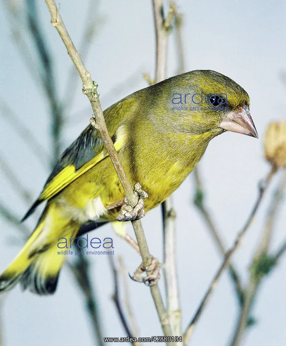 : Greenfinch on a branch : Greenfinch on a branch