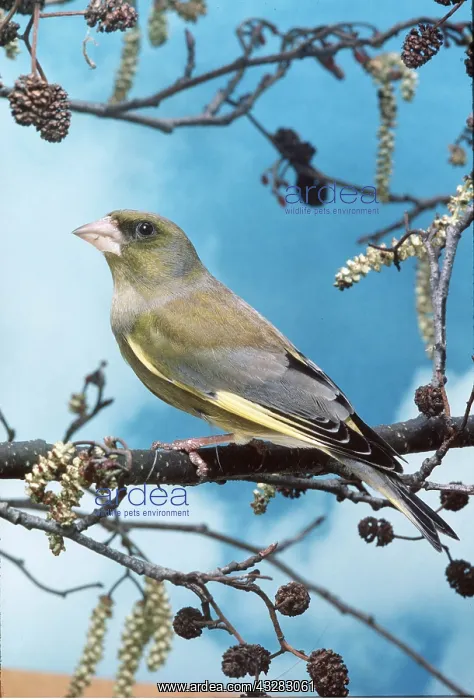 : GREENFINCH - on branch : GREENFINCH - on branch