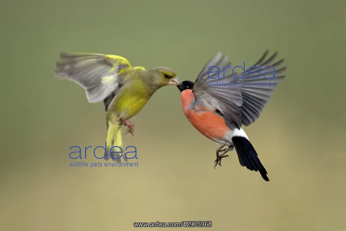 : Greenfinch and Bullfinch - Male birds fighting in flight : Greenfinch and Bullfinch - Male birds fighting in flight
