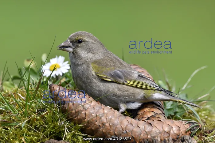 : Greenfinch (Carduelis chloris) feeding on the ground : Greenfinch (Carduelis chloris) feeding on the ground