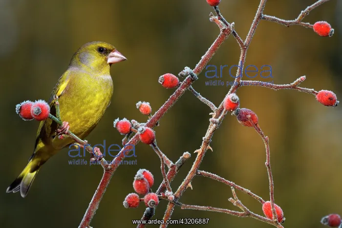  : Greenfinch (Carduelis chloris) male on a branch