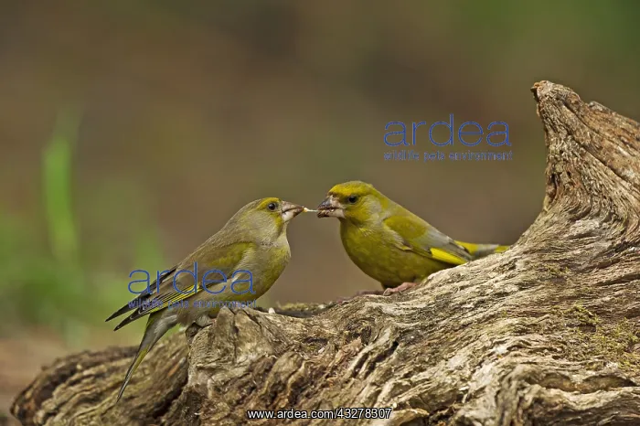 : Greenfinch (Carduelis chloris) male is showing : Greenfinch (Carduelis chloris) male is showing