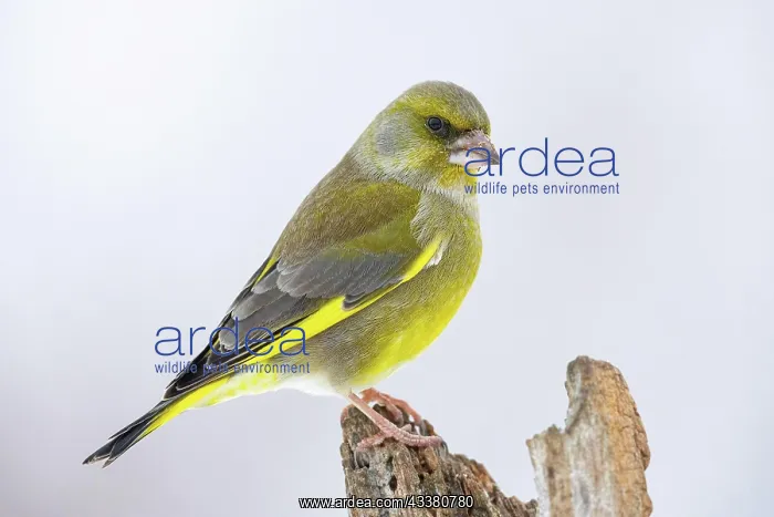 : Greenfinch (Carduelis chnloris) Germany : Greenfinch (Carduelis chnloris) Germany