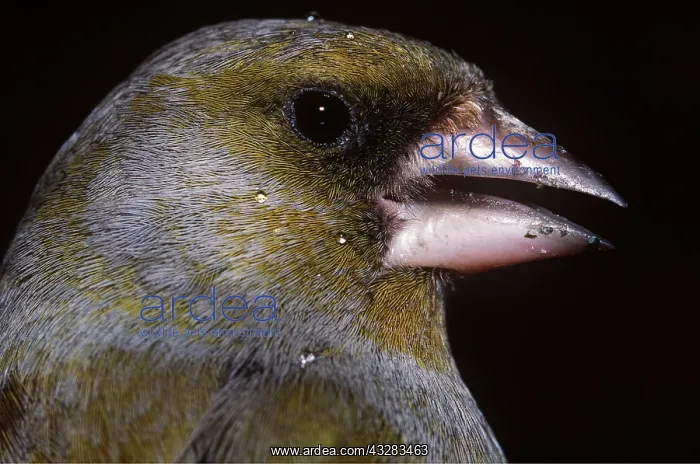 : GREENFINCH - close-up of beak : GREENFINCH - close-up of beak
