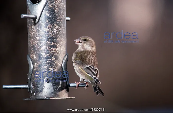 : GREENFINCH - on feeder : GREENFINCH - on feeder