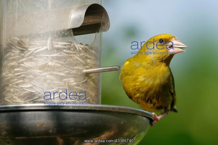 : Greenfinch at the feeder : Greenfinch at the feeder