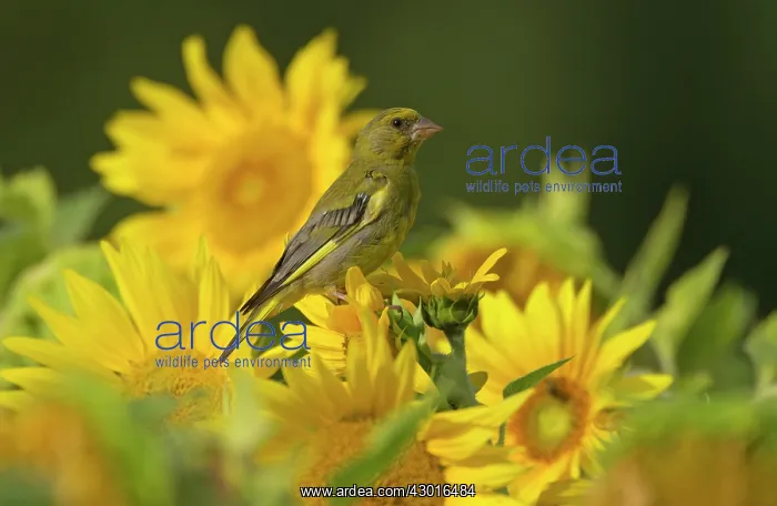: Greenfinch feeding on sunflower seeds (Helianthus : Greenfinch feeding on sunflower seeds (Helianthus