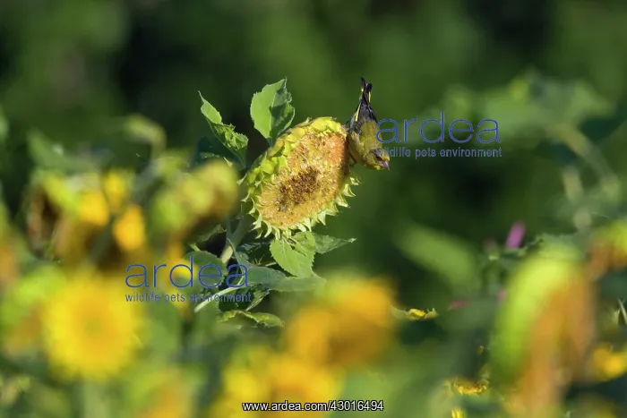 : Greenfinch feeding on sunflower seeds (Helianthus : Greenfinch feeding on sunflower seeds (Helianthus