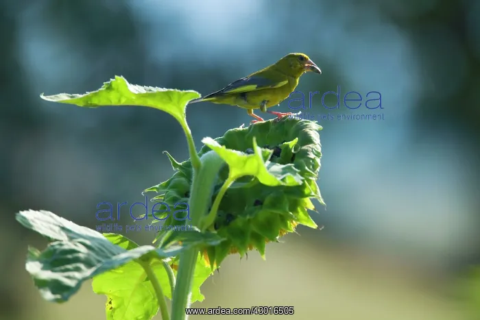 : Greenfinch feeding on sunflower seeds (Helianthus : Greenfinch feeding on sunflower seeds (Helianthus