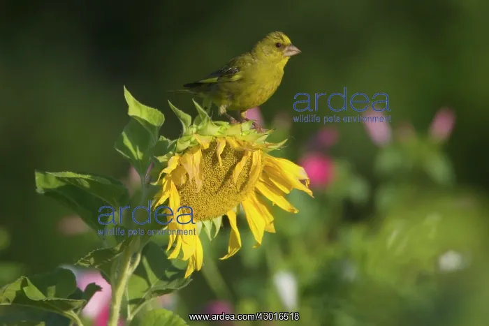  : Greenfinch feeding on sunflower seeds (Helianthus