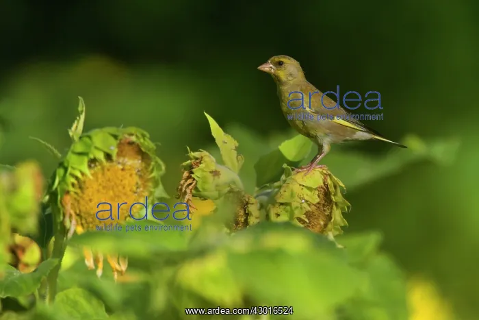 : Greenfinch feeding on sunflower seeds (Helianthus : Greenfinch feeding on sunflower seeds (Helianthus