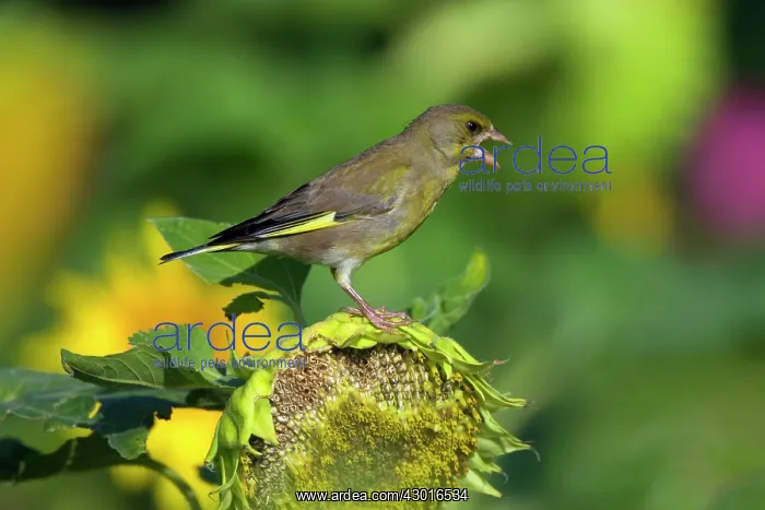 : Greenfinch feeding on sunflower seeds (Helianthus : Greenfinch feeding on sunflower seeds (Helianthus