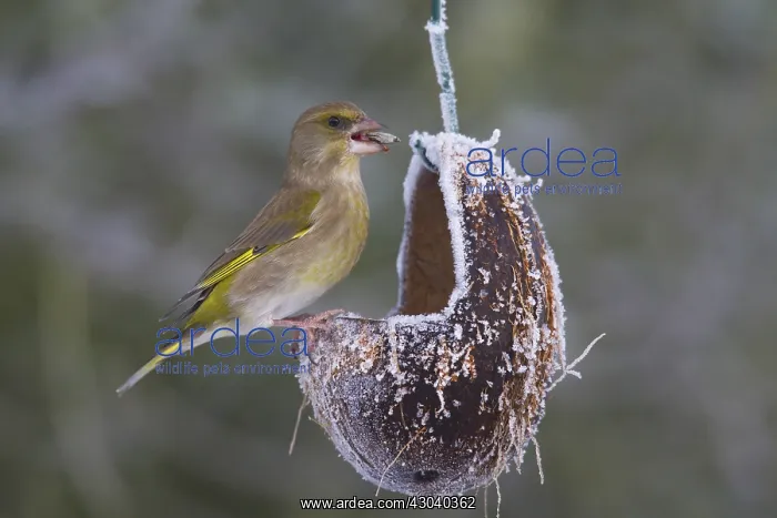 : Greenfinch - females at a feeding station in winter : Greenfinch - females at a feeding station in winter
