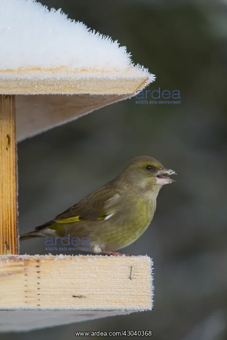 : Greenfinch - females at a feeding station in winter : Greenfinch - females at a feeding station in winter