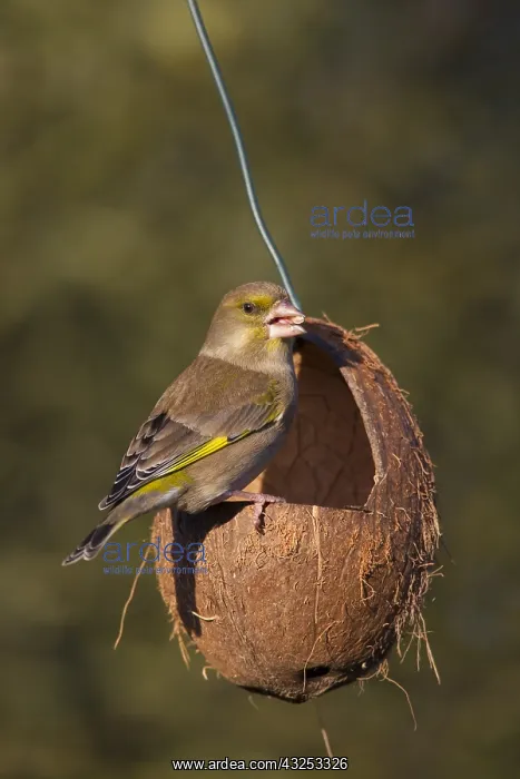 : Greenfinch - females at a feeding station in winter : Greenfinch - females at a feeding station in winter
