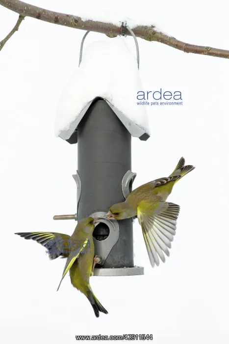 : Greenfinch - fighting at bird feeding station in : Greenfinch - fighting at bird feeding station in