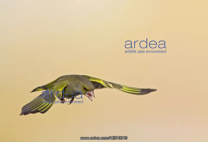 : Greenfinch - in flight : Greenfinch - in flight