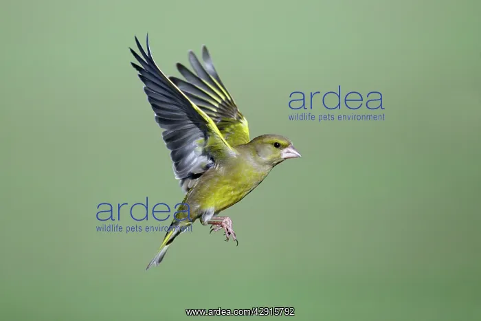 : Greenfinch - in flight : Greenfinch - in flight