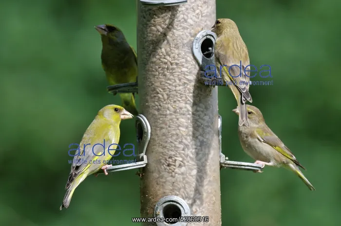  : Greenfinch - flock at bird feeder