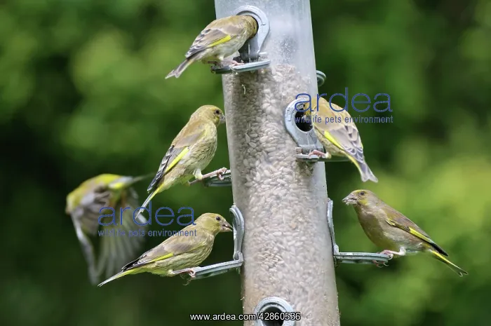 : Greenfinch - flock at bird feeder : Greenfinch - flock at bird feeder