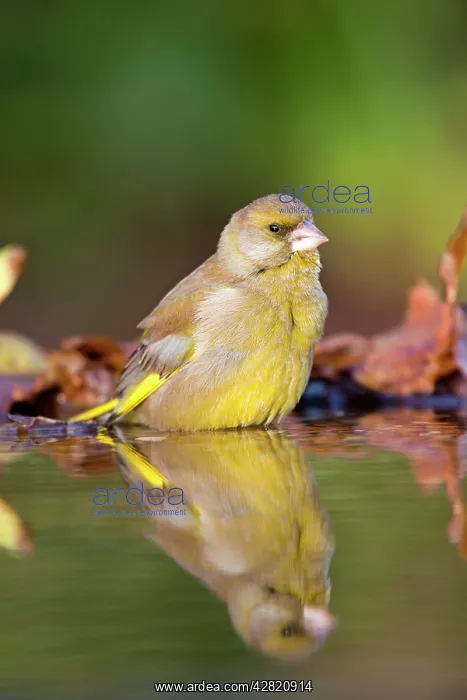 : Greenfinch - in garden pond : Greenfinch - in garden pond
