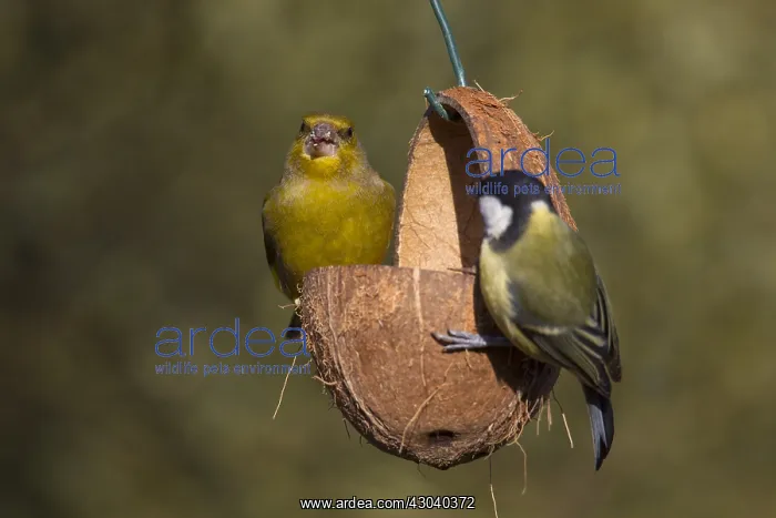 : Greenfinch and Great Tit - at a feeding station : Greenfinch and Great Tit - at a feeding station