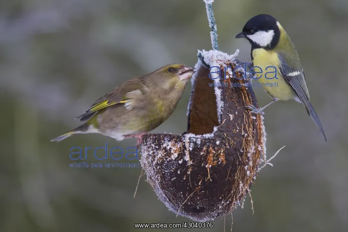 : Greenfinch and Great Tit - at a feeding station : Greenfinch and Great Tit - at a feeding station