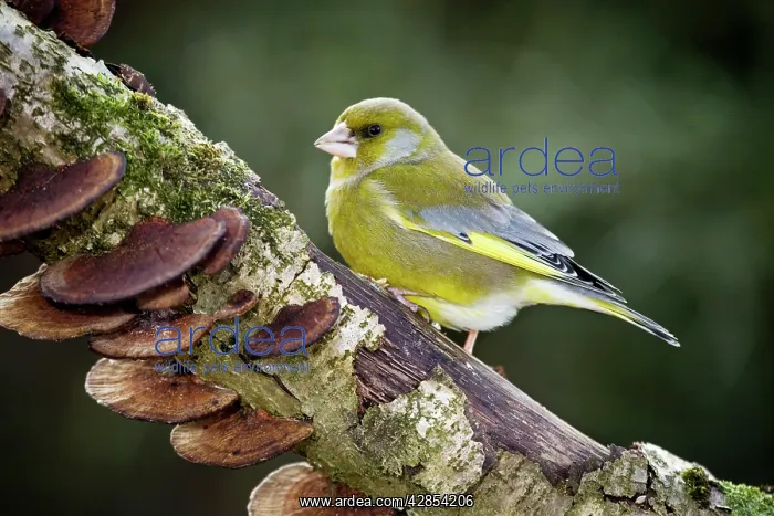 : Greenfinch - male on branch : Greenfinch - male on branch