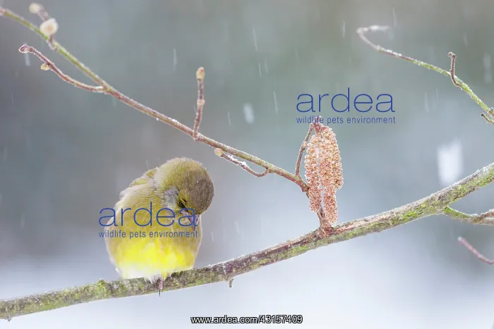 : Greenfinch male on a branch of hazel under snow : Greenfinch male on a branch of hazel under snow