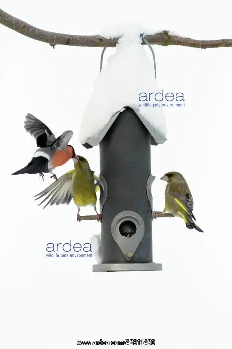 : Greenfinch and male Bullfinch (Pyrrhula pyrrhula) : Greenfinch and male Bullfinch (Pyrrhula pyrrhula)