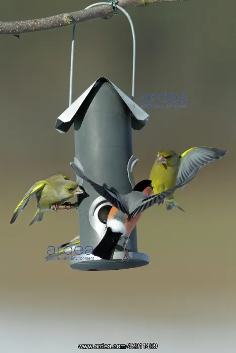 : Greenfinch and male Bullfinch (Pyrrhula pyrrhula) : Greenfinch and male Bullfinch (Pyrrhula pyrrhula)