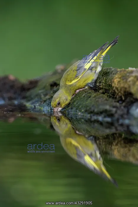 : Greenfinch - Male - Drinking - UK : Greenfinch - Male - Drinking - UK