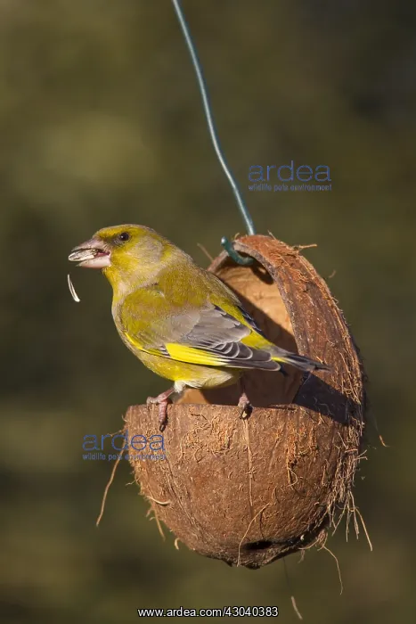 : Greenfinch - male at a feeding station in winter - Germany : Greenfinch - male at a feeding station in winter - Germany