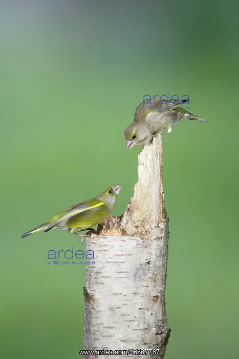: Greenfinch - male and female on stump : Greenfinch - male and female on stump