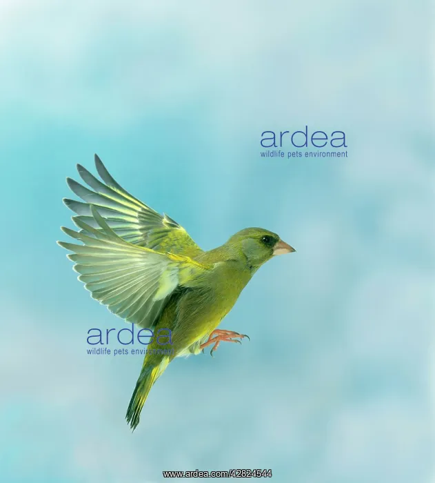 : Greenfinch - male, in flight, side view, wings up : Greenfinch - male, in flight, side view, wings up